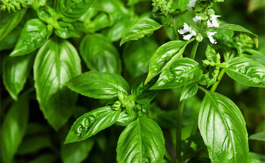 3 Tips for Preserving Fresh Basil All Year Long