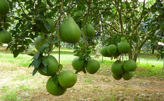 Ben Tre's green-skinned pomelo