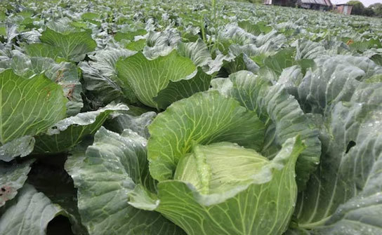 Grow Chinese cabbage and bok choy in well-drained yet moisture-retentive