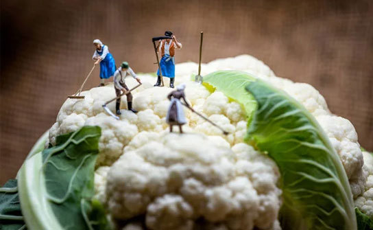 Cultivating Cauliflower - A Rewarding Endeavor on the Farm