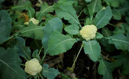 Cauliflower, with its delicate and versatile nature, has become a favorite among growers and consumers alike. 