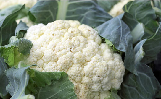 Plant Cauliflower At Farm