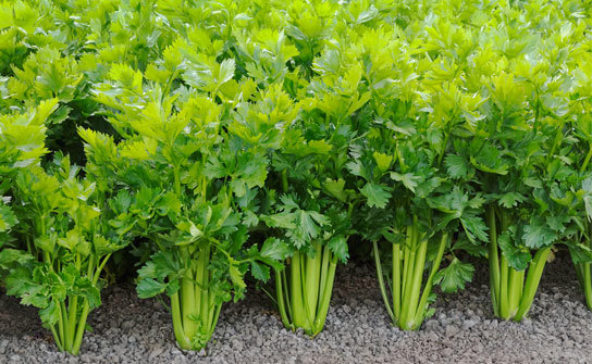 Planting Chinese Celery At Our Farms