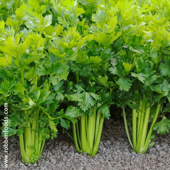 The Season of Chinese Celery Farming