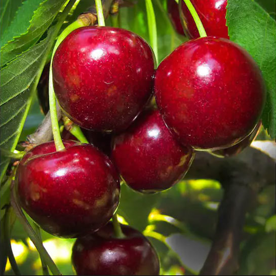 Cherry Fruits