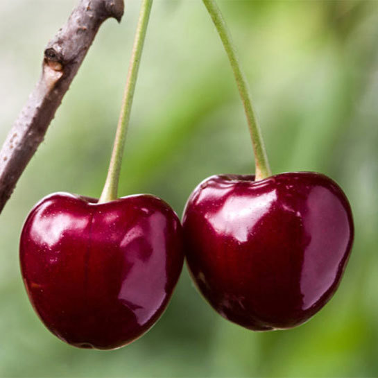 Cherry Fruits