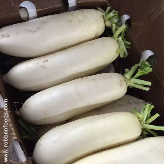 Chinese Lobok (Daikon)