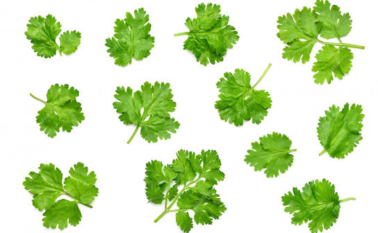 Unlocking the Flavorful Wonders of Cilantro