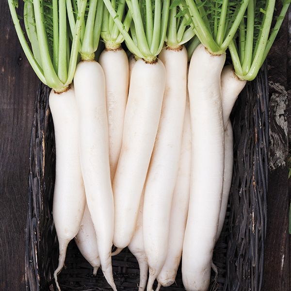 Daikon or Radish?