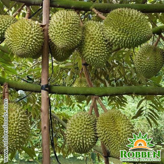 Durian Fruit From Vietnam