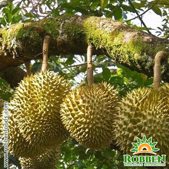 Durian Fruit From Vietnam