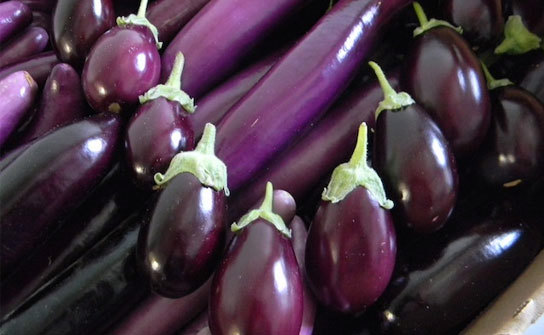 Chinese Eggplant