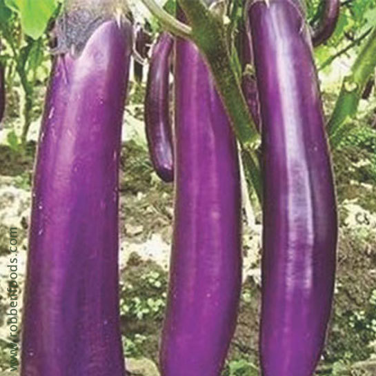 Chinese Eggplant