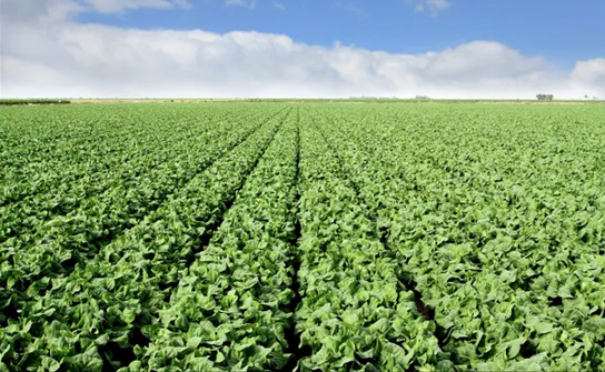 Gai Lan (Kai Lan)