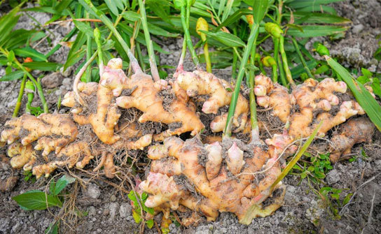 Ginger is a tropical plant which has a long history in Asian cooking and herbal medicine