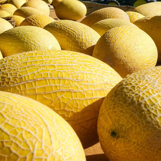 Golden Hami Melon