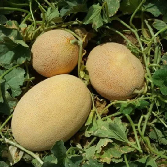 Golden Hami Melon