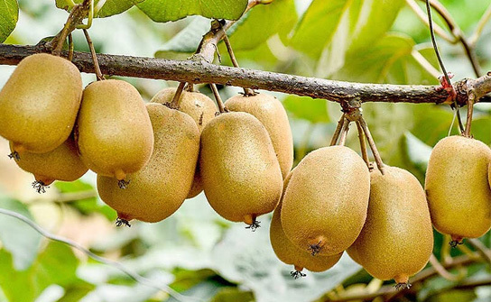 Kiwi Fruit Cultivating