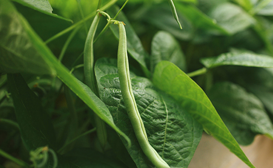 The Bountiful Journey of Planting Green Beans on Farms