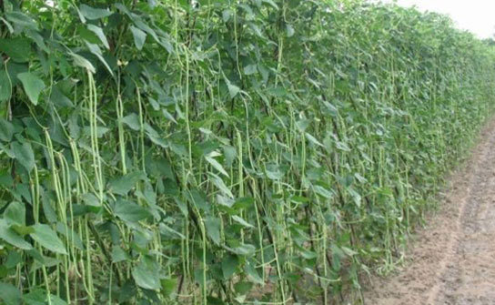 Long beans are good source of protein, vitamin A, thiamin, riboflavin, iron