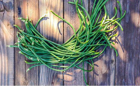 Growing Green Long Beans at Bally Farm in Mexico