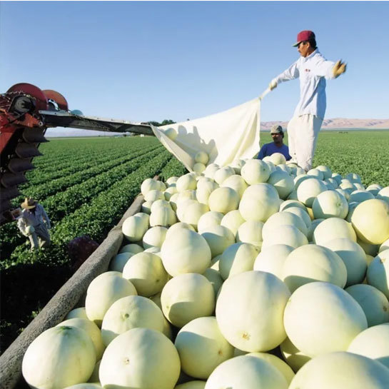 Honeydew Melon -  A Nutrient-Packed Delight