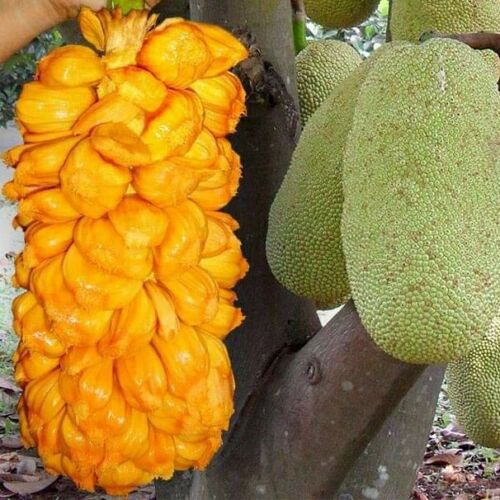 Jackfruit