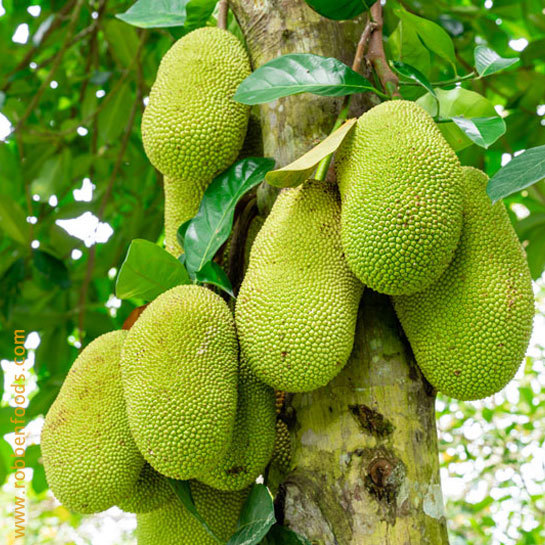 Jackfruit