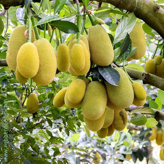 Jackfruit