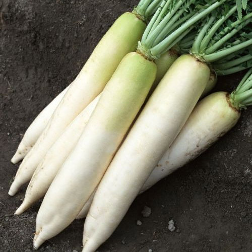 Japanese Daikon