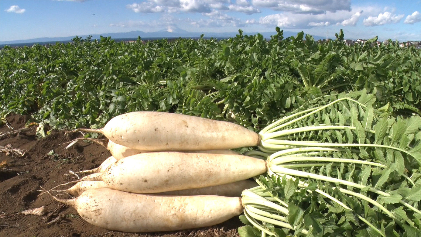 Japanese Daikon