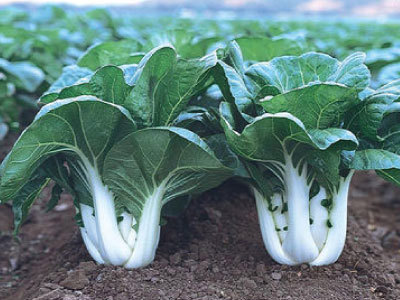 Planting Baby Bok Choy at a Farm