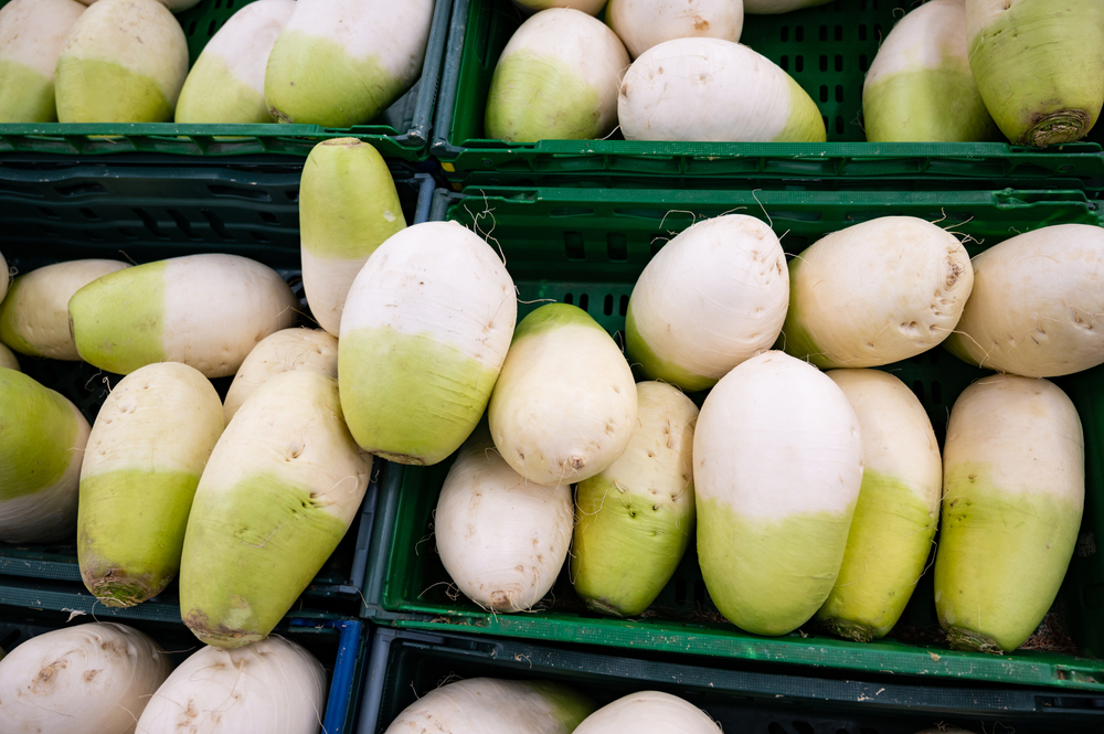 Korean Daikon