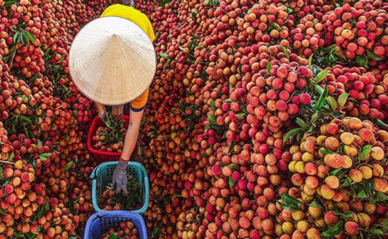 Vietnamese Lychee Flavor: A Distinctive Gift of Summer