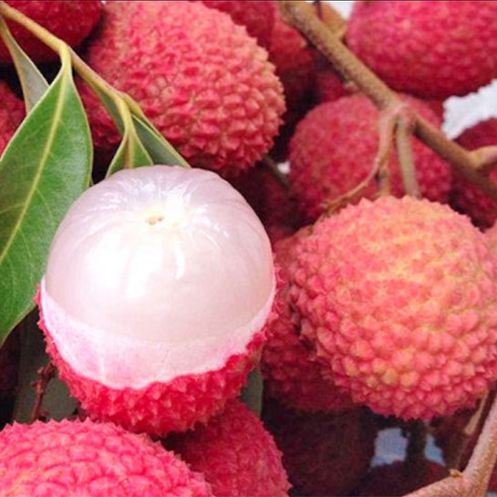 Lychee: A Delicious Tropical Fruit