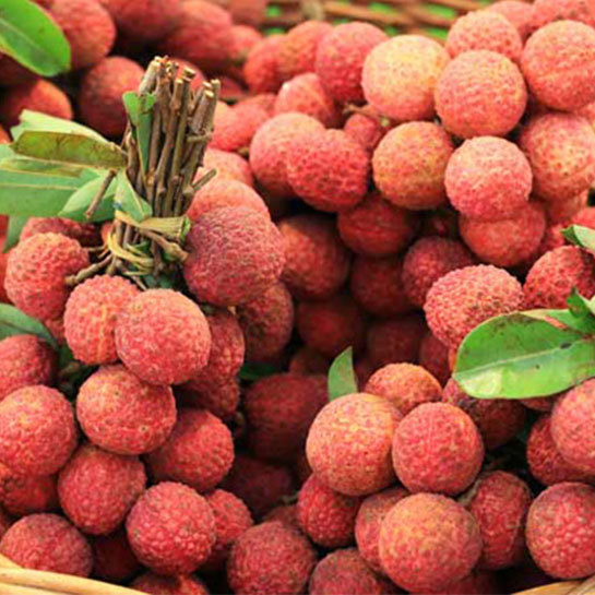 Lychee: A Delicious Tropical Fruit