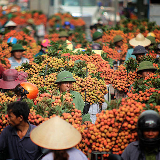 Lychee: A Delicious Tropical Fruit