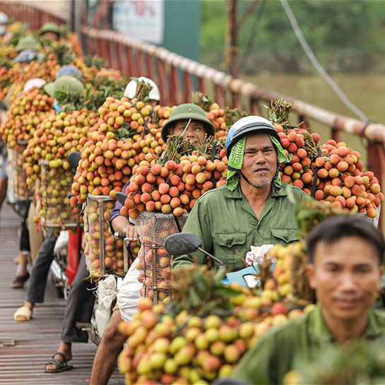 Lychee: A Delicious Tropical Fruit