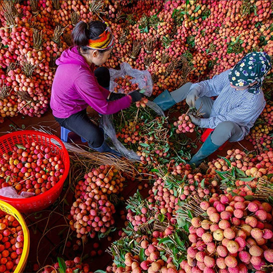 Lychee: A Delicious Tropical Fruit