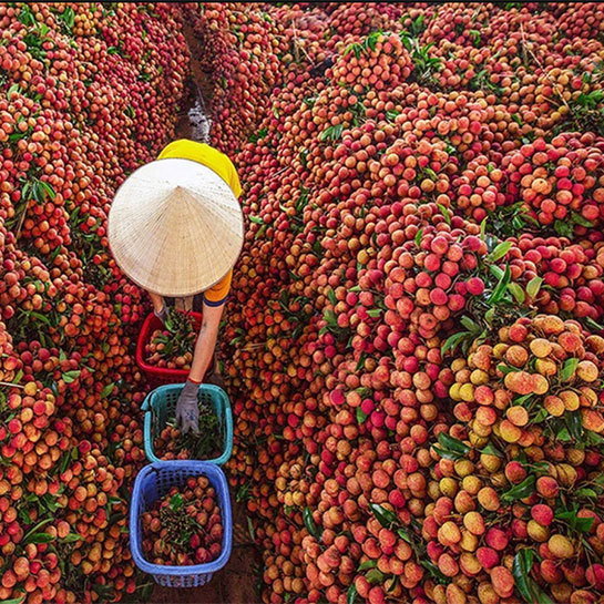 Lychee: A Delicious Tropical Fruit