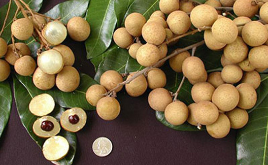 Longan fruit grown in Việt Nam