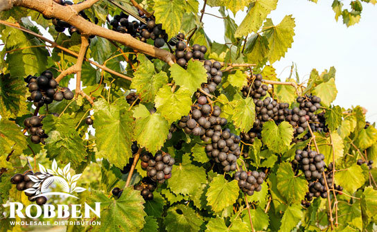 Muscadines Grapes