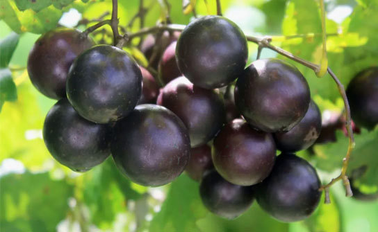 Muscadine Grapes