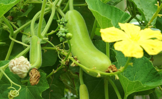 Opo Squash - A Versatile and Nutritious Vegetable with Mild Flavor