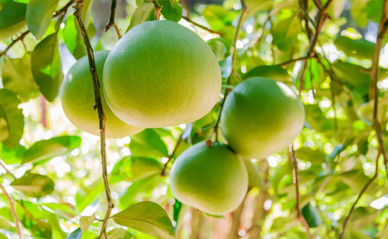 Unveiling the Delightful Flavor of Pomelo