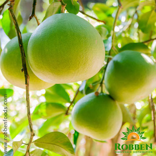 Pomelo - A Delightful Citrus Fruit