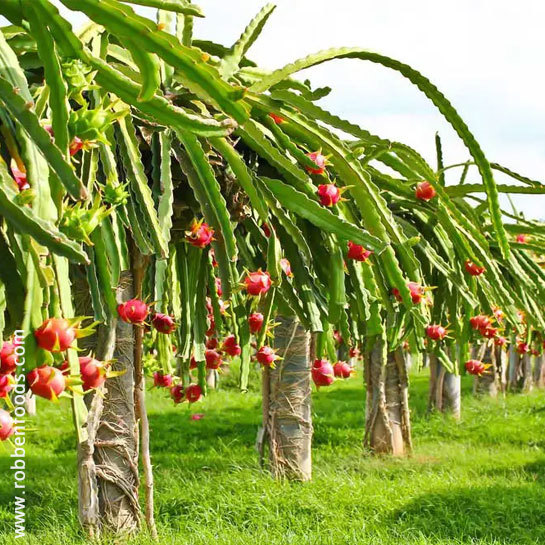 Red Dragon Fruit