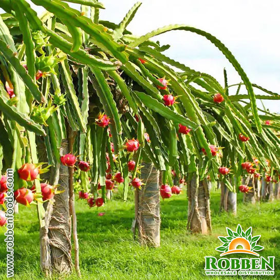 Dragon Fruit - A Tropical Delight!