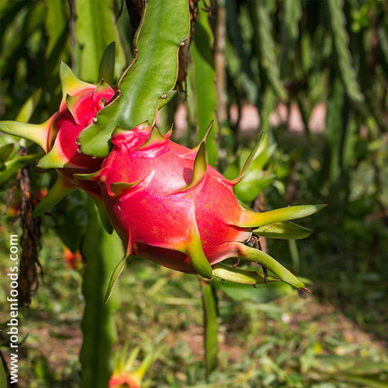 Red Dragon Fruit