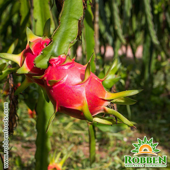 Dragon Fruit - A Tropical Delight!